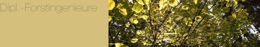 Forstingenieure